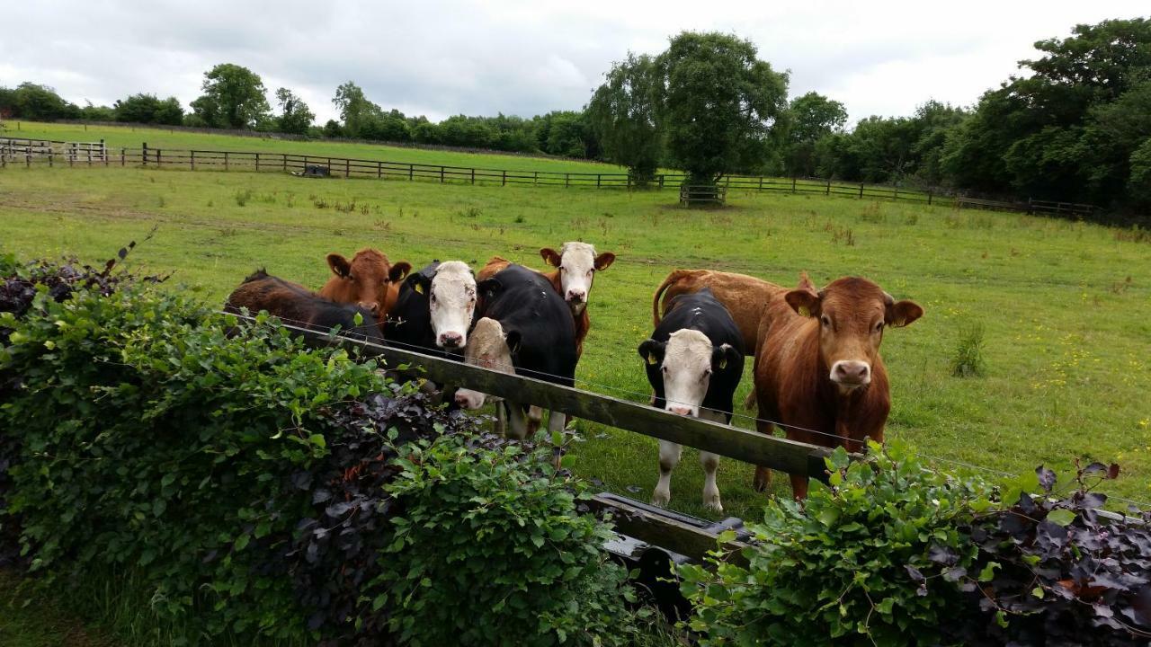 Hazelwood Country House Bed and Breakfast Adare Exteriör bild